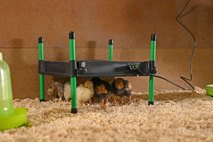 KERBL Wärmeplatte CosyHeat mit integriertem Thermostat